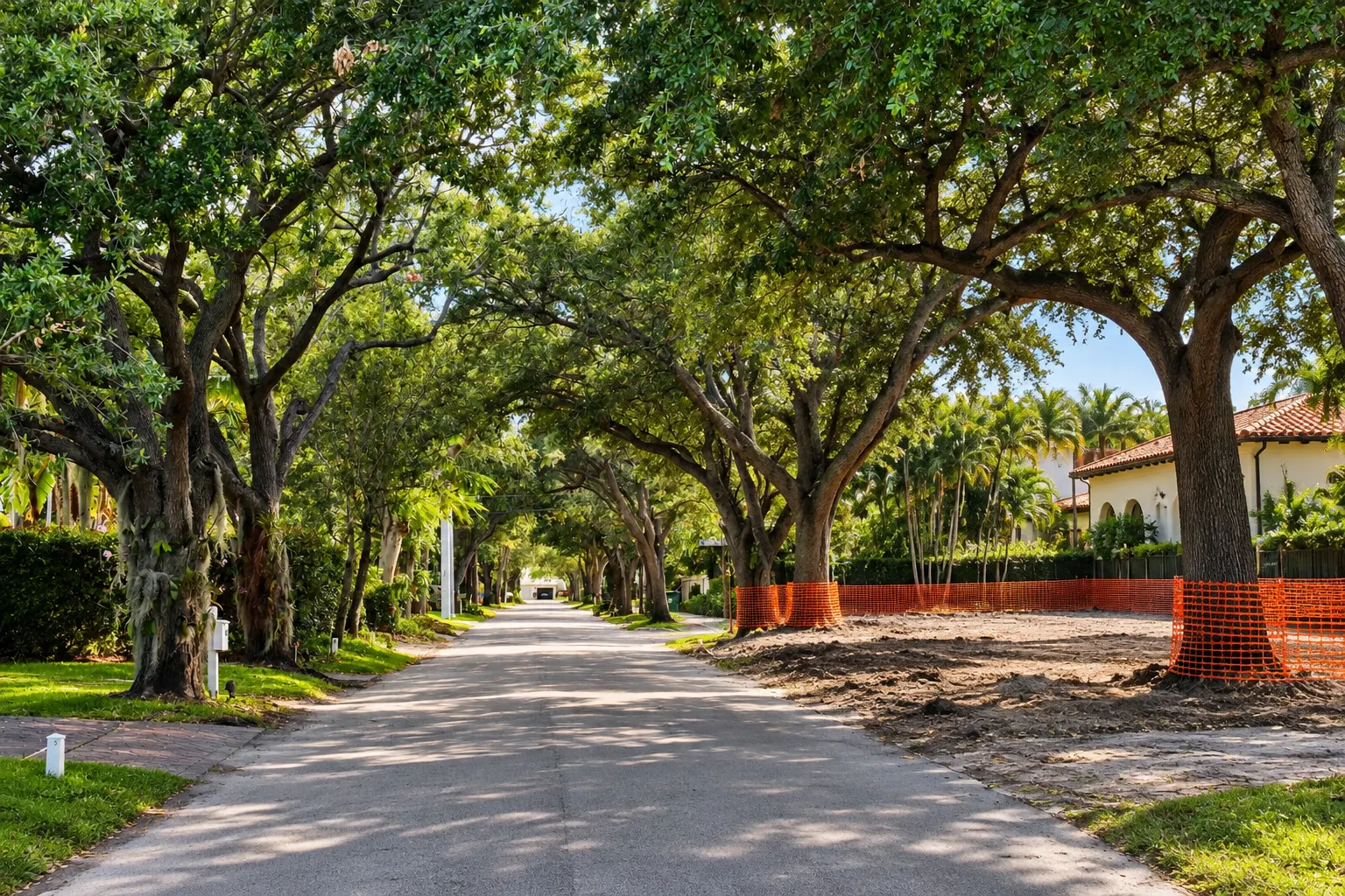 Cleared lot with protected oaks after a demolition in Coral Gables
